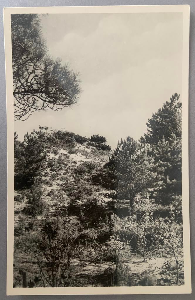 Duinlanschap bij het Korfwater, Schagen, Verzamelen, Ansichtkaarten | Nederland, Ophalen of Verzenden, Ongelopen, Noord-Holland