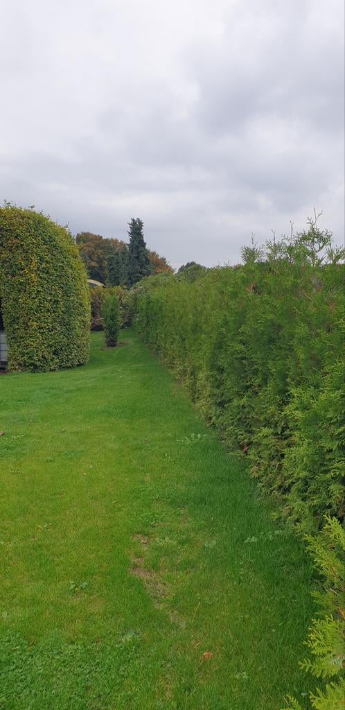 Mooie, gezonde conifeer haagplant - 250 cm hoog, Tuin en Terras, Ophalen of Verzenden