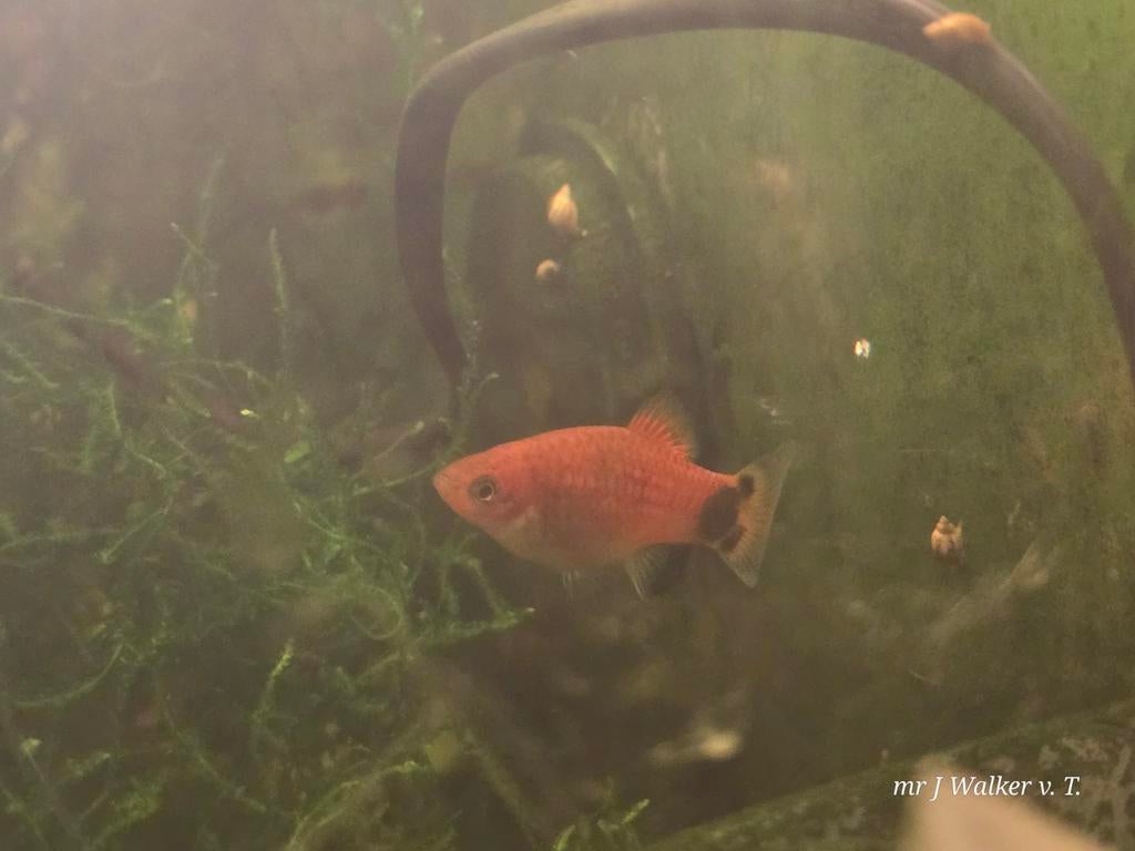 'Mickey mouse' Plaatjes vissen te koop, Vis