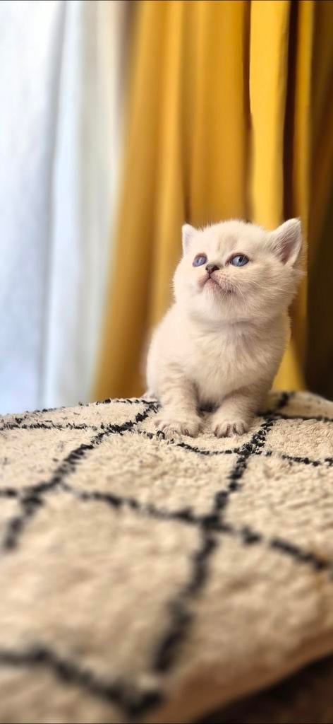 Prachtige britskorthaar kittens tekoop, Dieren en Toebehoren, Meerdere dieren, Ontwormd