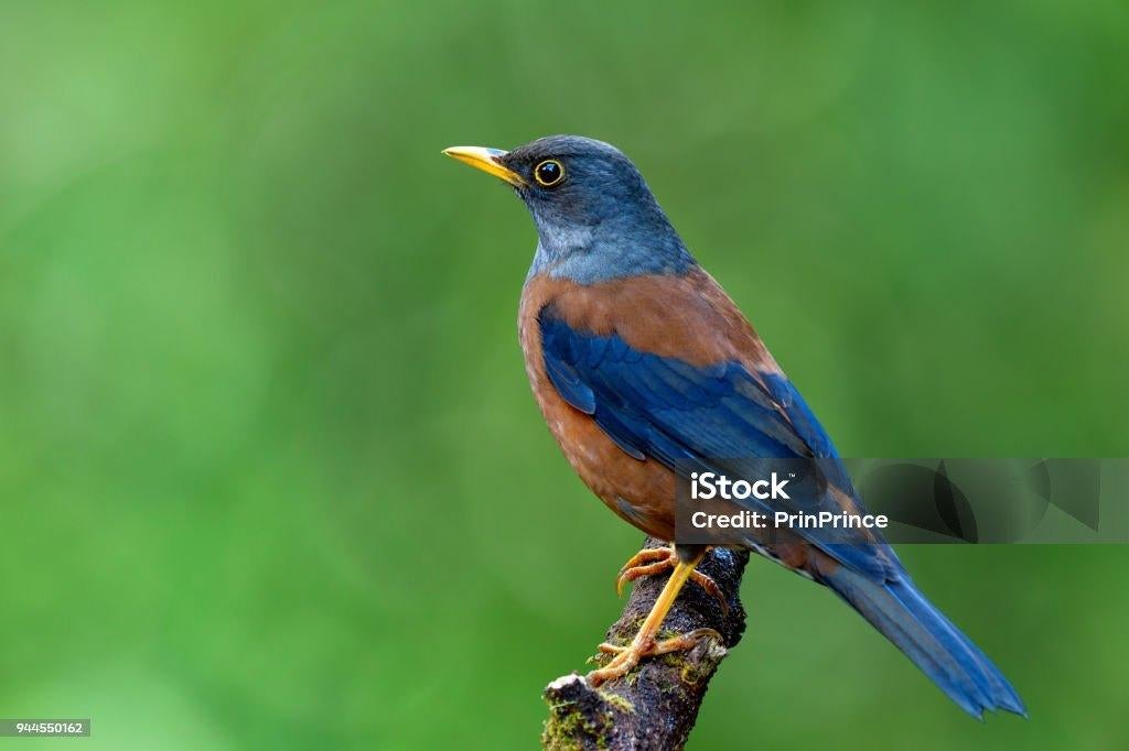 verschillende, Dieren en Toebehoren, Meerdere dieren, Wildzangvogel, Geringd