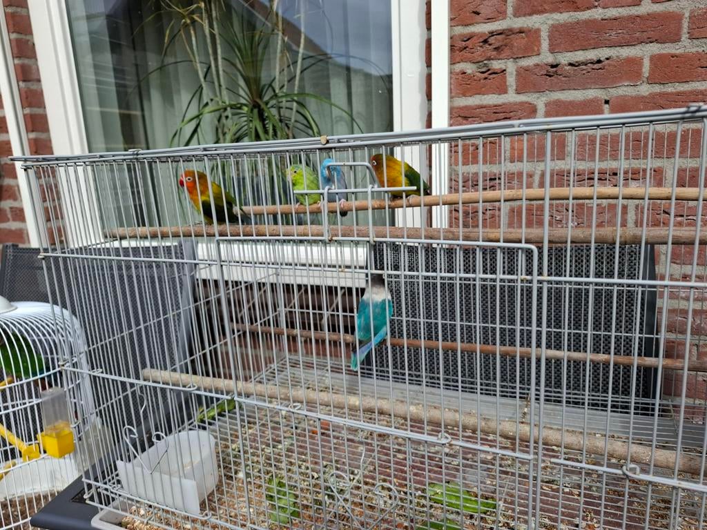 Agapornis plus forpus, Meerdere dieren, Dwergpapegaai of Agapornis