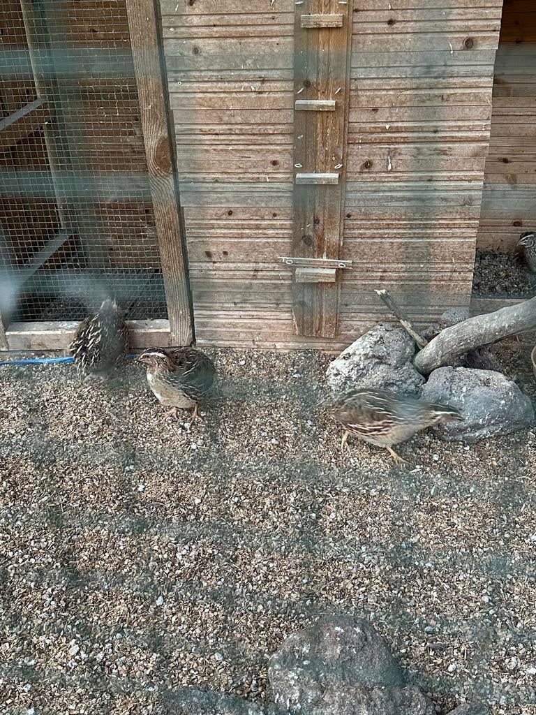 Japanse kwartels, Meerdere dieren, Overige soorten