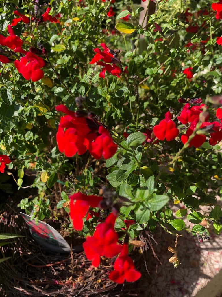 Salvia microphylla, Royal bumble, een aparte salie, Overige soorten, Vaste plant, Ophalen of Verzenden, Halfschaduw