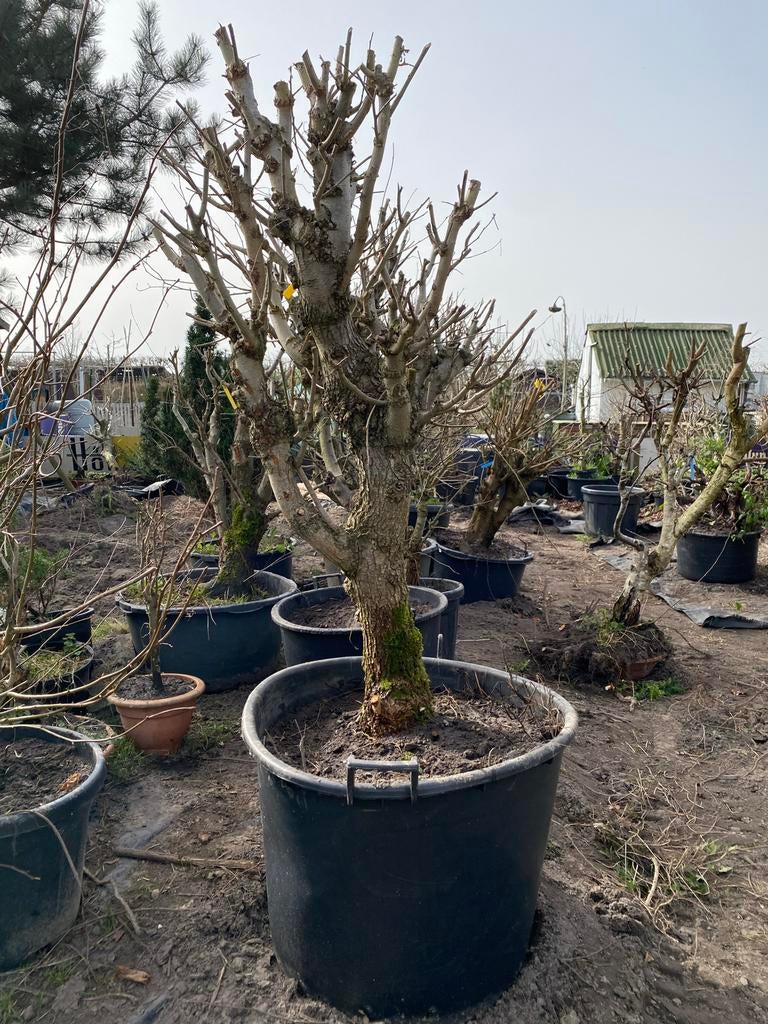 Hollandse Ruwe Iep Bonsai - 20 jaar oud, dikke stam, Volle zon, Vaste plant, Bloeit niet, Ophalen