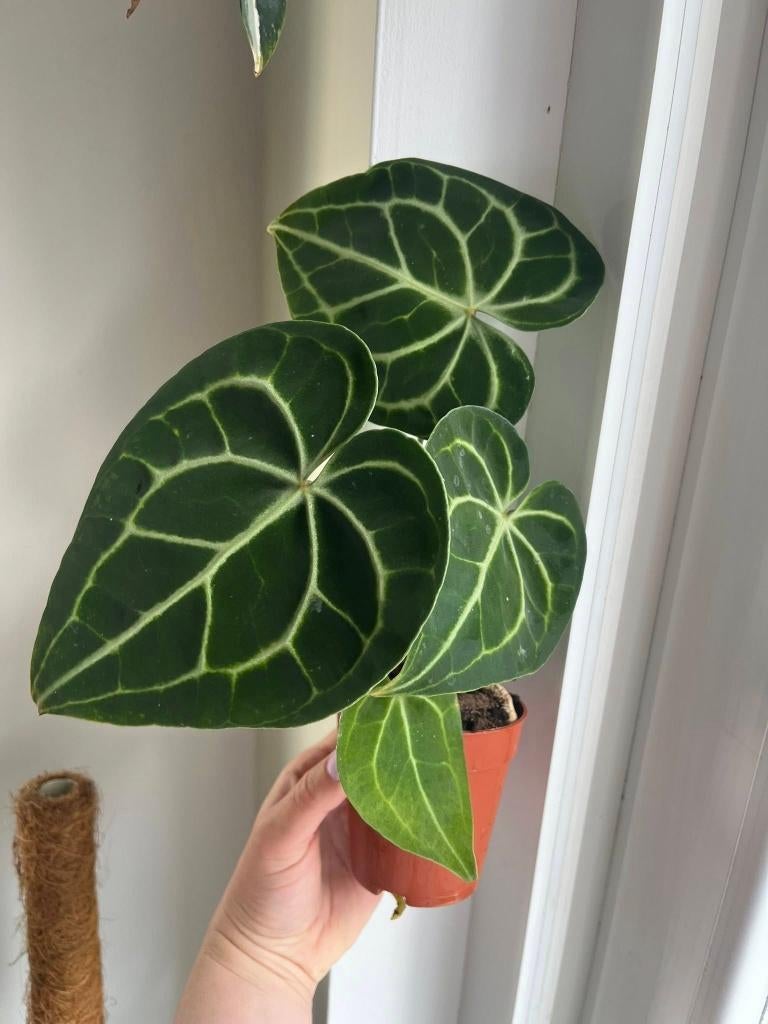 Anthurium Clarinervium, Ophalen of Verzenden, Halfschaduw, Minder dan 100 cm
