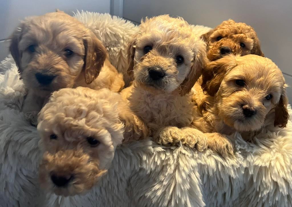 Australian Goldendoodle x Labradoodle puppy’s, 8 tot 15 weken, Meerdere, Meerdere dieren, Middel