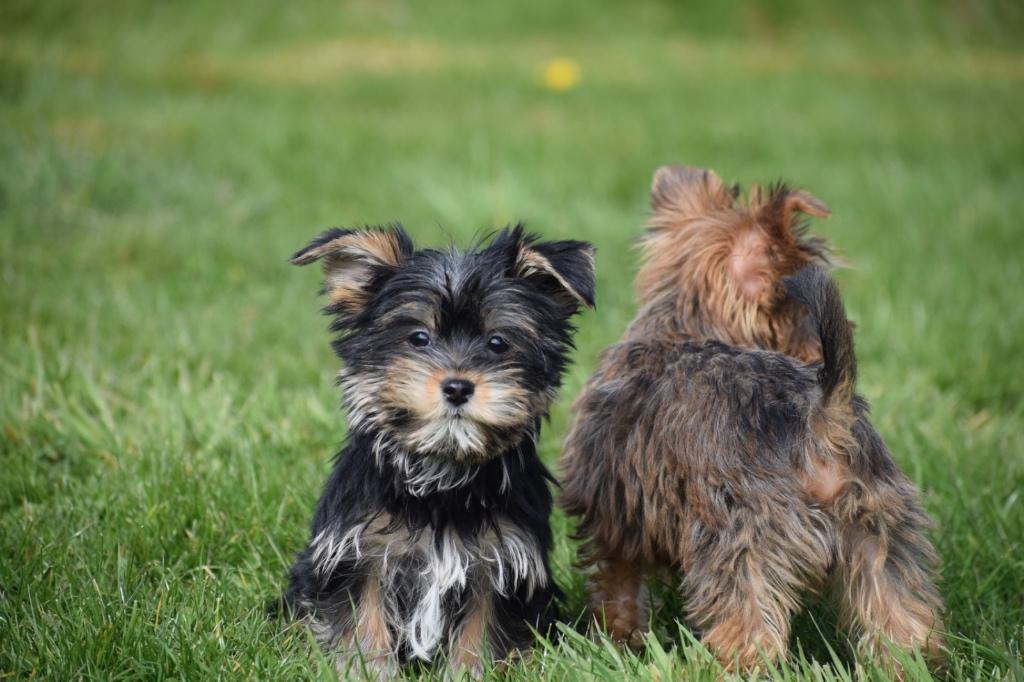 Yorkshire terrier pup, Yorkshire Terriër, 15 weken tot 1 jaar, Buitenland, Parvo