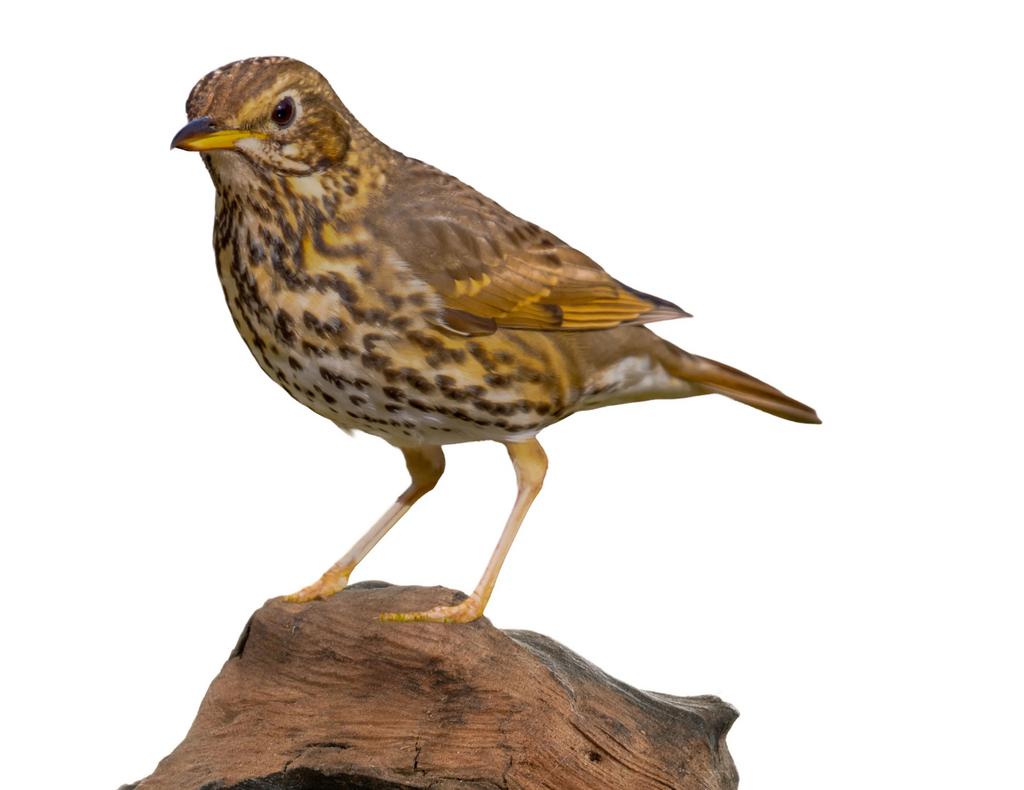 Zanglijsters, Dieren en Toebehoren, Vogels | Overige Vogels, Meerdere dieren, Wildzangvogel