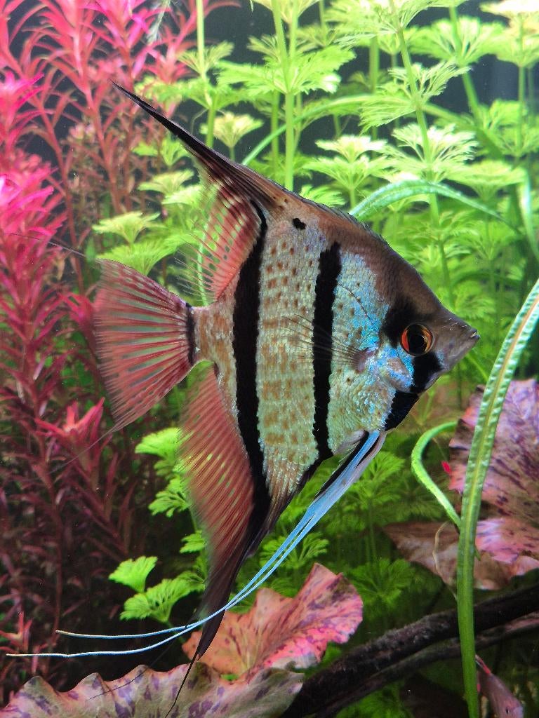 Pterophyllum Scalare Rio Nanay maanvissen (nakweek), Dieren en Toebehoren, Vissen | Aquariumvissen, Vis, Zoetwatervis, Schoolvis