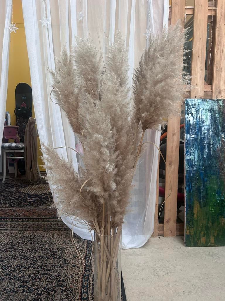 Gratis Verse Pampas pluimen - 13 stuks, tot 120 cm lang, Tuin en Terras, Ophalen, Volle zon, Vaste plant, Siergrassen
