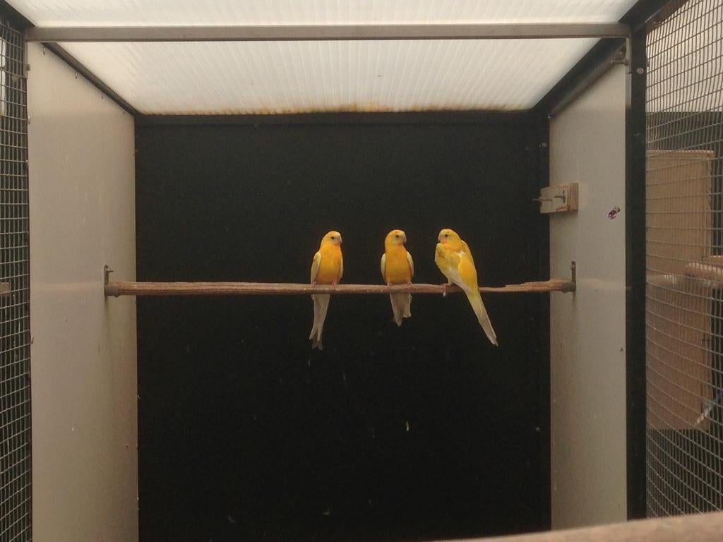 Roodrugparkieten, Mannelijk, Parkiet