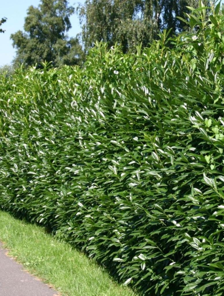 ACTIE, Prunus laurus Caucasica, laurier, Ophalen of Verzenden, Laurier, Struik, 100 tot 250 cm