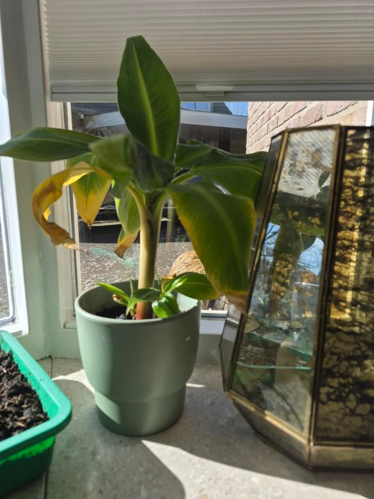 Bananenplant met 2 babystekjes. Zonder pot., Tuin en Terras, Planten | Tuinplanten, Ophalen, Overige soorten, Volle zon
