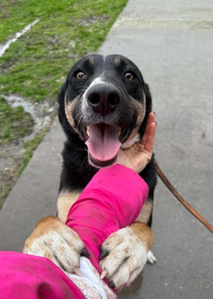 MILO, Prachtige jonge reu, met hart van goud, middelmaat, Reu, 1 tot 2 jaar, Parvo, Eén hond