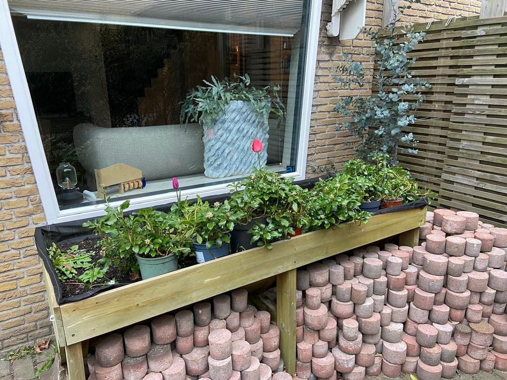 Gratis af te halen dikkemandskruid, Ophalen of Verzenden, Overige soorten, Volle zon