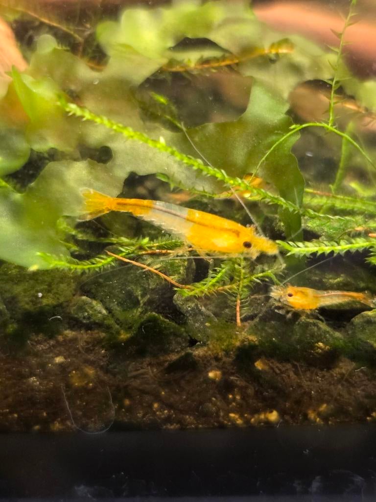 Orange Rili Neocaridina Garnalen, Dieren en Toebehoren, Kreeft, Krab of Garnaal, Zoetwatervis, Schoolvis
