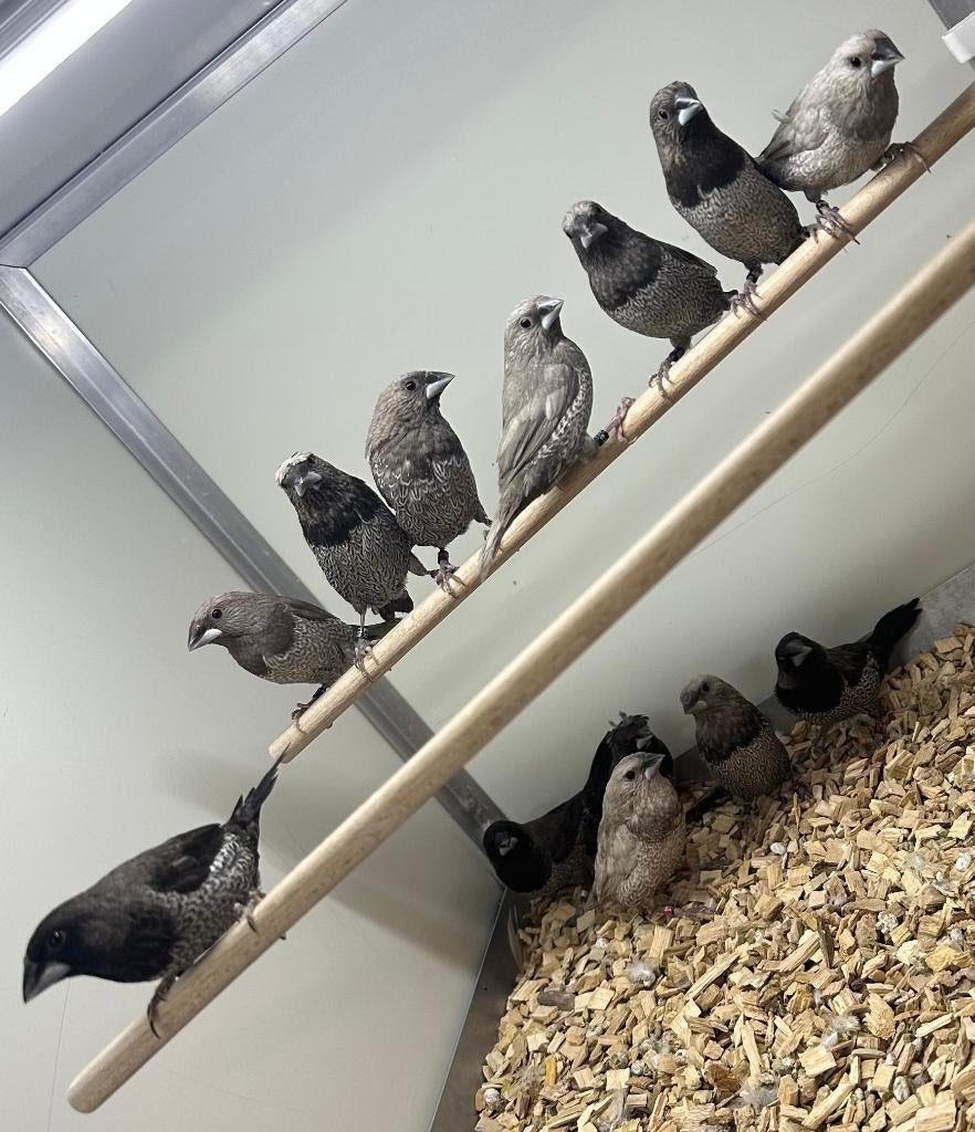 Grijze japanse meeuwtjes, Meerdere dieren, Geringd