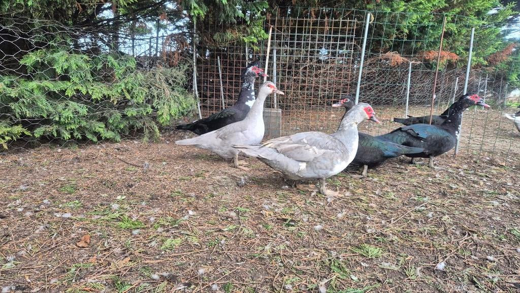 Te koop muskuseenden, Dieren en Toebehoren, Pluimvee, Meerdere dieren, Kip