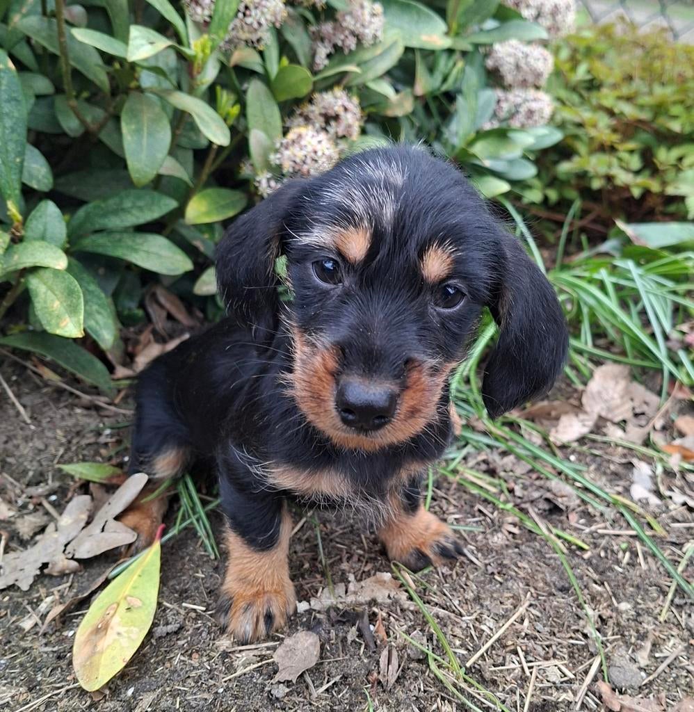 Super mooie teckel pups, Dieren en Toebehoren, Dwerg, Meerdere, Meerdere dieren, Ruwhaar