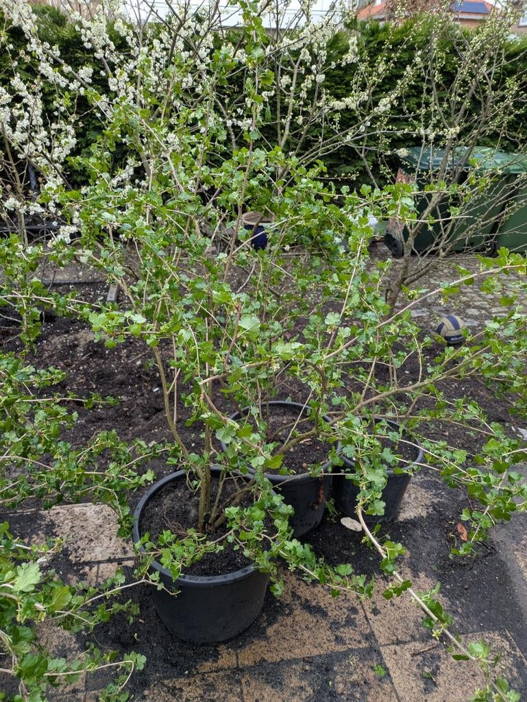 Kruisbessen verschillende soorten, Ophalen, Minder dan 100 cm, Overige soorten, In pot