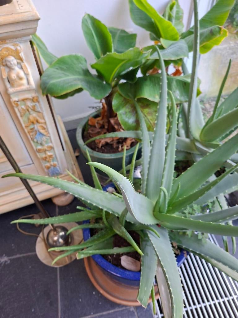 Tropische planten, Tuin en Terras, Planten | Tuinplanten, Ophalen of Verzenden, Overige soorten, Volle zon