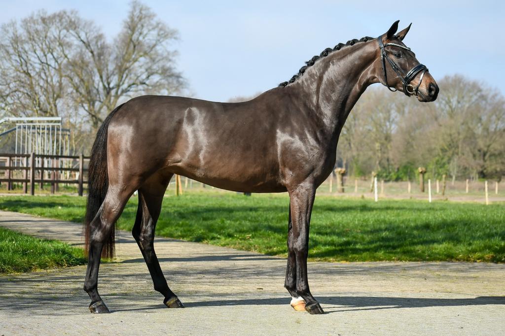 Aparte zwarte merrie van Sir Donnerhall, Merrie, Met stamboom, Dressuurpaard, 3 tot 6 jaar