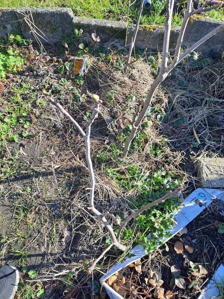 Jong vijgenboompje - Ideaal voor tuin of pot, Volle zon, Vaste plant, Ophalen of Verzenden, Zomer