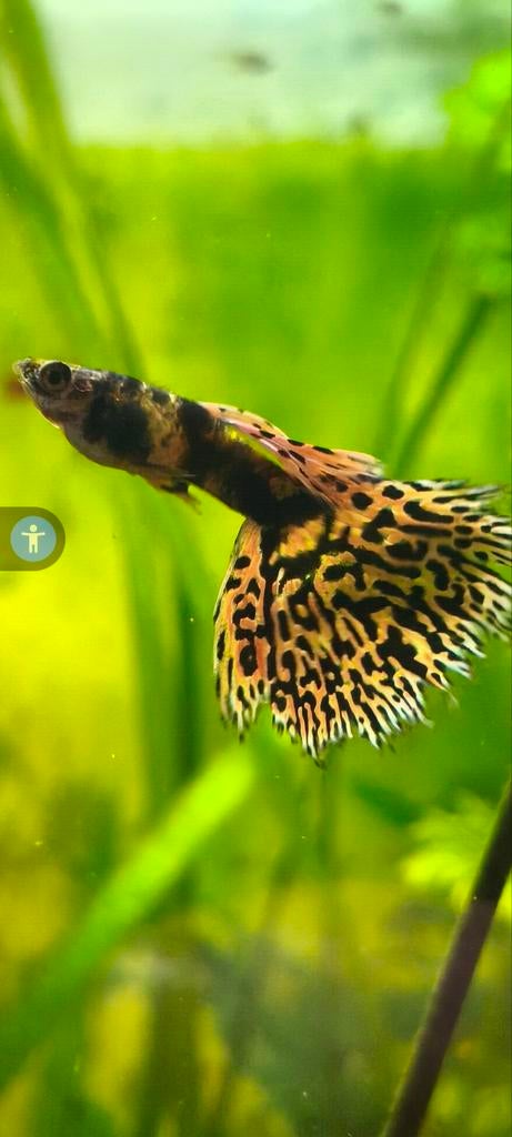 Tiger King cobra jong volwassen prijs per trio., Vis