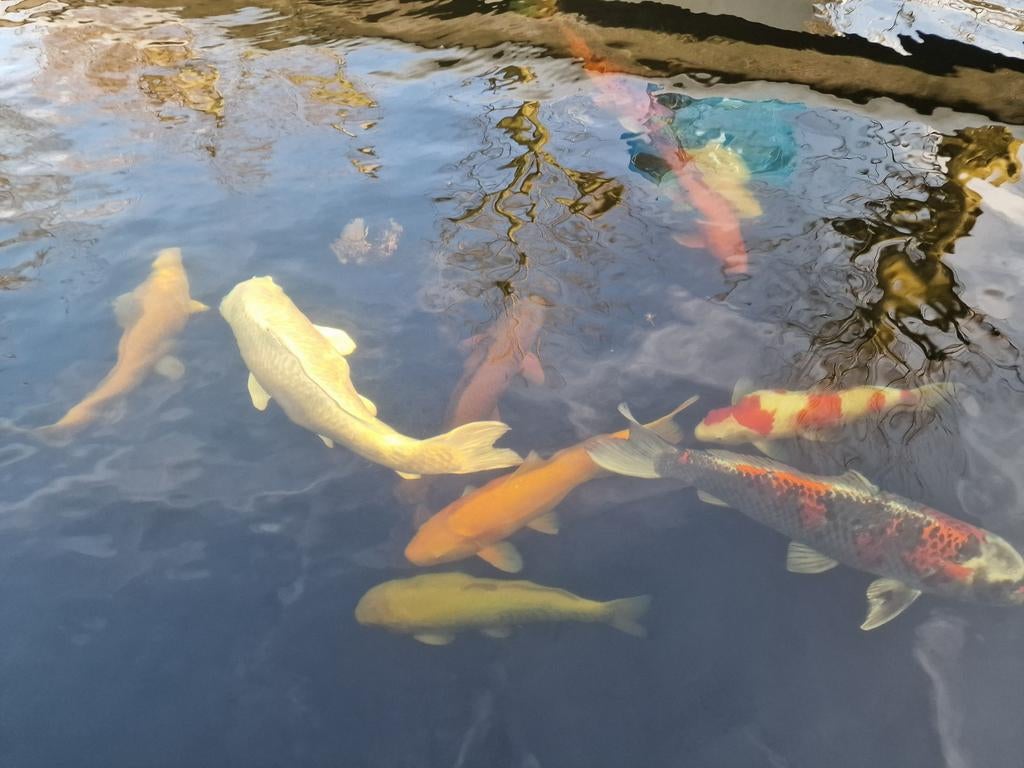 Complete vijver, Ophalen