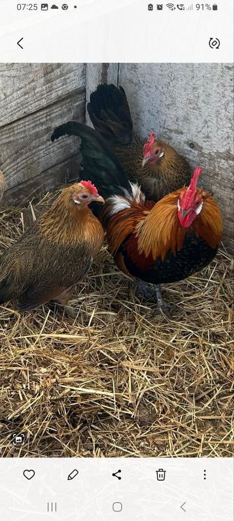 2 hollandse kriel hennetjes + haantje, Vrouwelijk, Kip