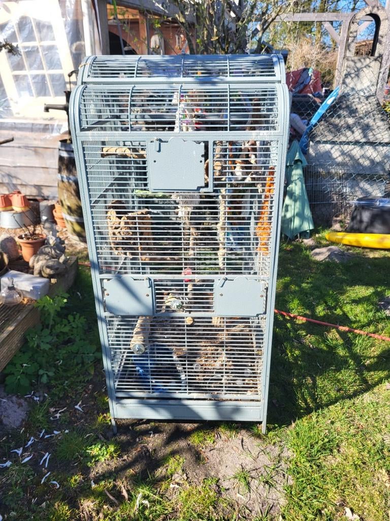 Papegaaikooi met voer bakjes en stokken , kan vanboven open., Mannelijk, Parkiet