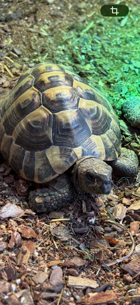 Testudo Hermanni man Tortoise - male for sale from Priscilla