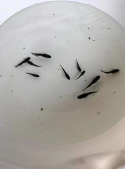 Black molly’s, Vis