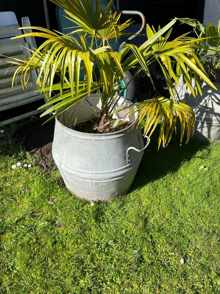 Palmboom in een dolly tube gewijzigd, Tuin en Terras, Planten | Tuinplanten, Overige soorten, Volle zon, Ophalen