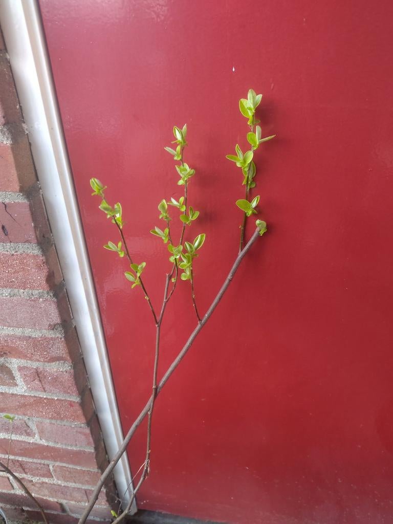 Kweepeer, Minder dan 100 cm, Overige soorten, In pot, Ophalen of Verzenden