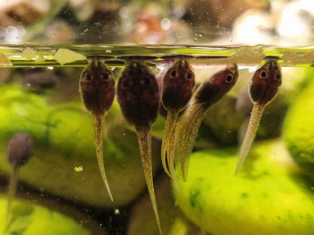 Te koop, kikkervisjes epipedobates tricolor, Dieren en Toebehoren, Reptielen en Amfibieën, Amfibie, 0 tot 2 jaar