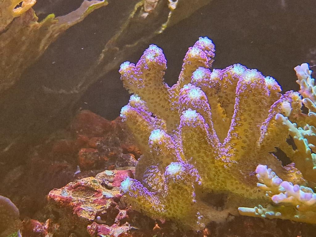 Stylophora paars zeeaquarium koraal stekken, Overige typen