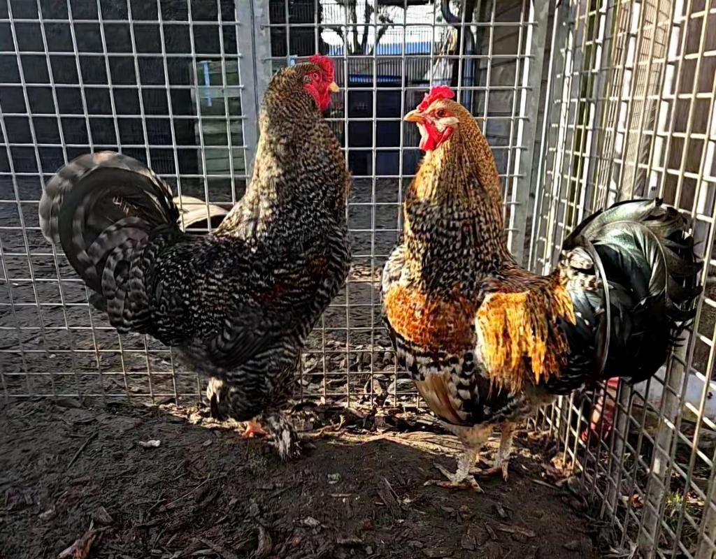 2 fantastische hanen, Mannelijk, Kip