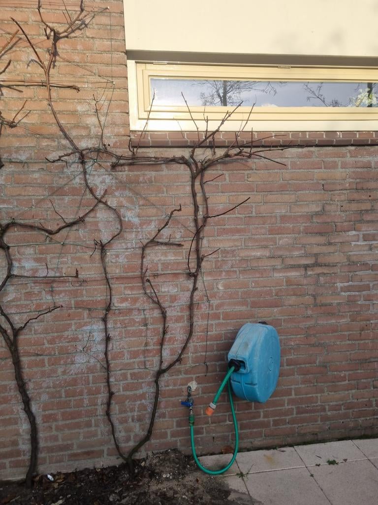 Meerjarige groene / gele druif plant, Tuin en Terras, Planten | Bomen, Overige soorten, Minder dan 100 cm, Zomer, Ophalen