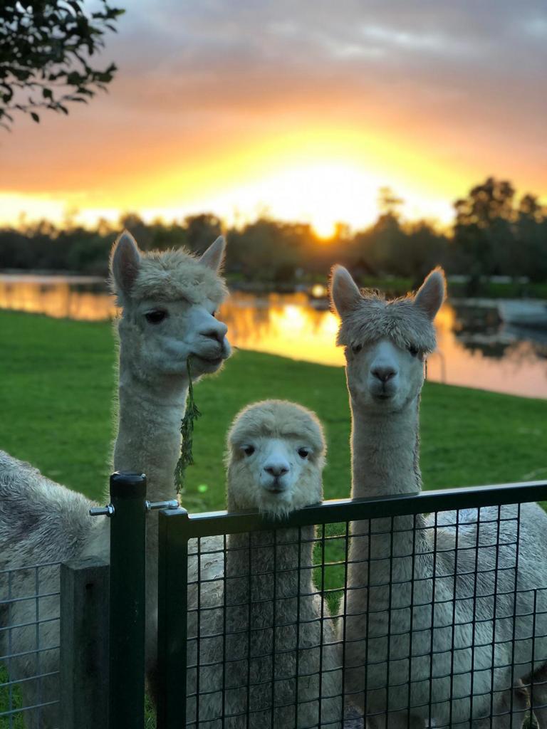 Alpaca’s scheren