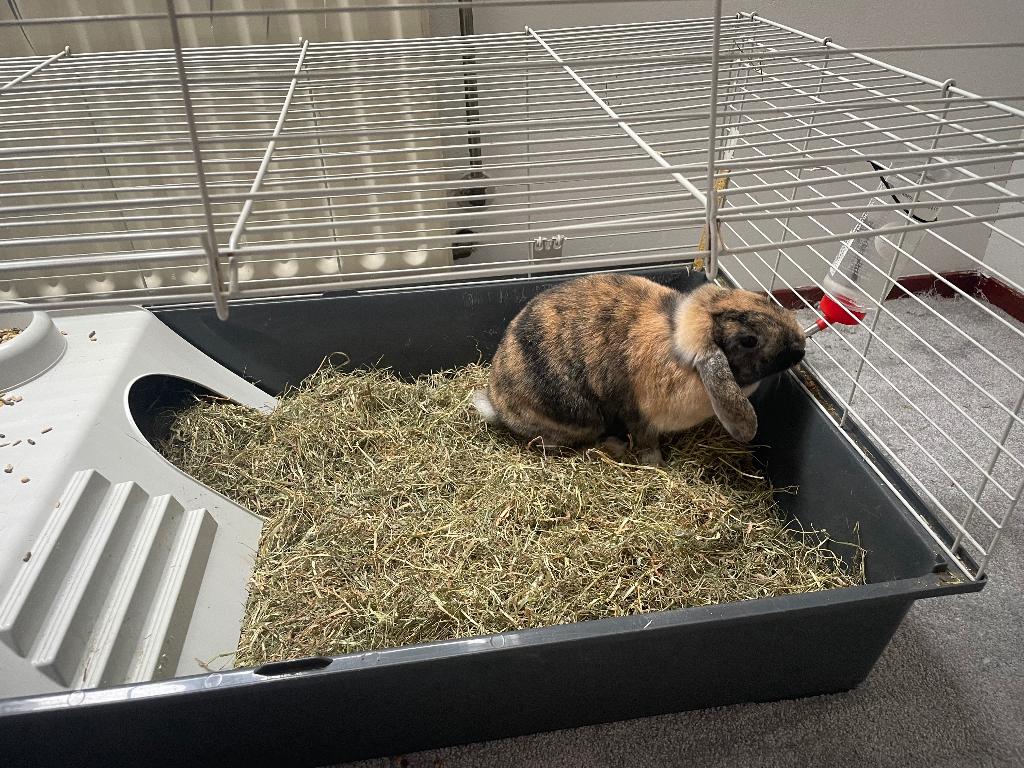 Dwergkoning, Dieren en Toebehoren, Konijnen, Mannelijk, Dwerg