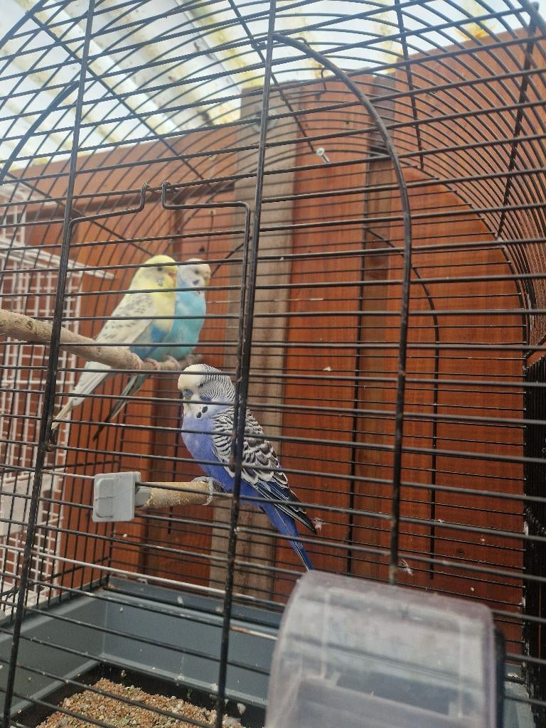 Parkiet, Mannelijk, Parkiet