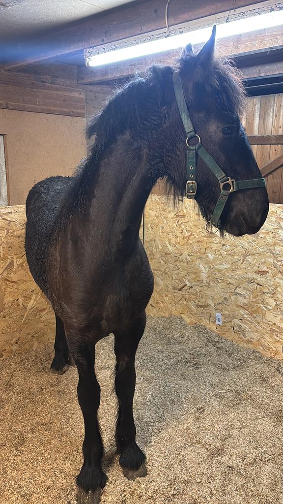 Fries hengsten veulen van juni 2025 met stamboek, Minder dan 160 cm, Met stamboom, Dressuurpaard, 0 tot 2 jaar