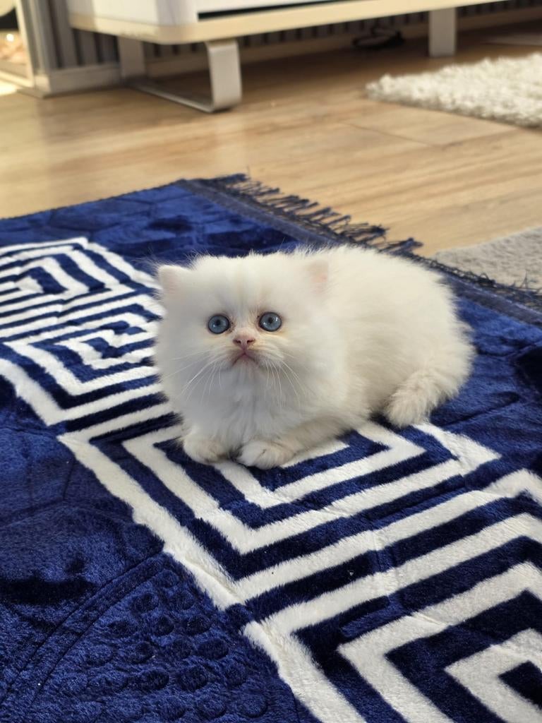 Britse langharige kittens – 8 weken – samen €1500 ️