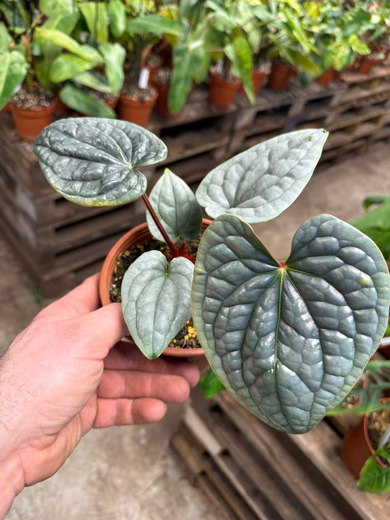 Anthurium luxurians - Exotische kamerplant - Pot 14 cm, Overige soorten, In pot, Minder dan 100 cm, Groene kamerplant