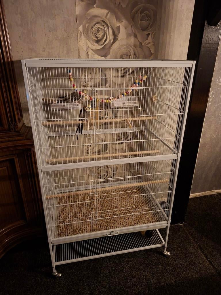 2 valkparkieten met kooi en voer., Dieren en Toebehoren, Vogels | Hokken en Kooien, Zo goed als nieuw, Vogelkooi, Metaal, Ophalen