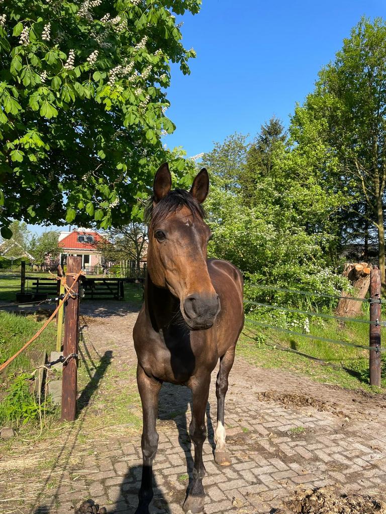 Merrie 14 jaar v. Christ Hannoveraan, Dieren en Toebehoren, Merrie, Springpaard, Met stamboom, 11 jaar of ouder