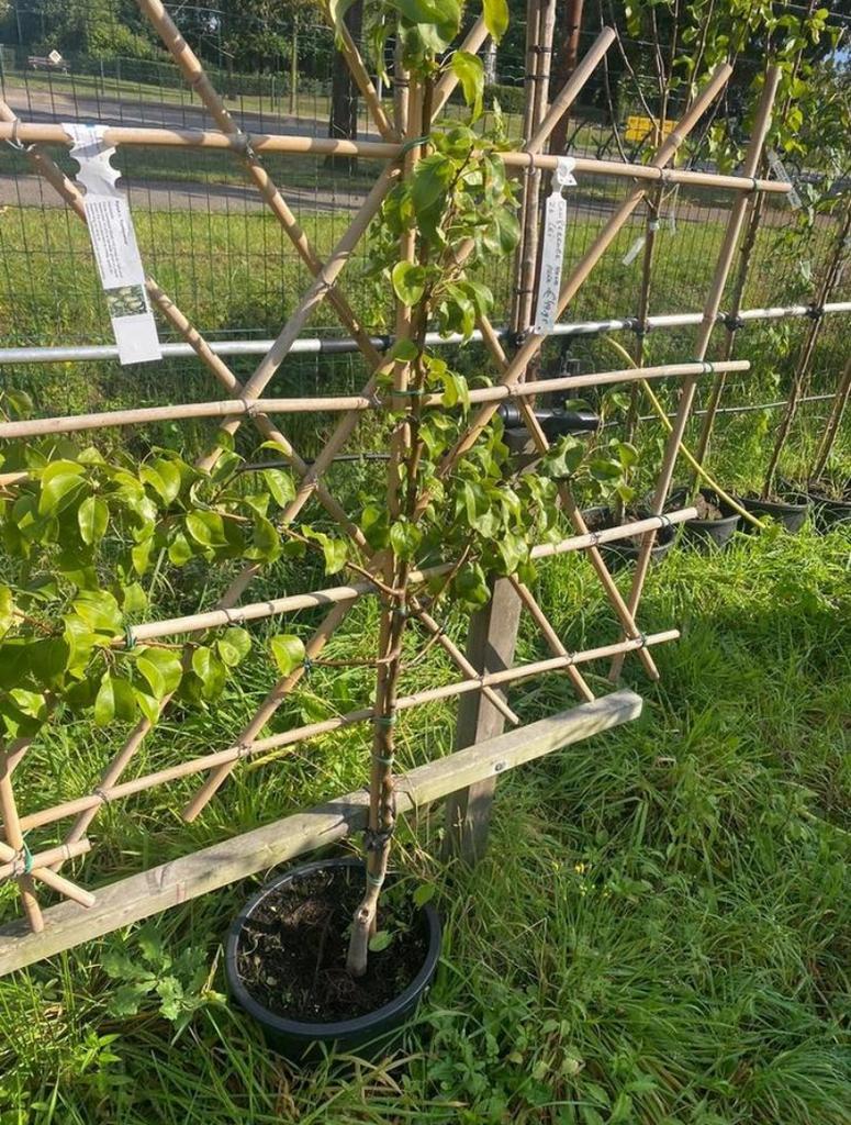 Fruit leibomen voor fruit uit eigen tuin, Tuin en Terras, Planten | Bomen, Ophalen of Verzenden, Lente, Volle zon, Overige soorten