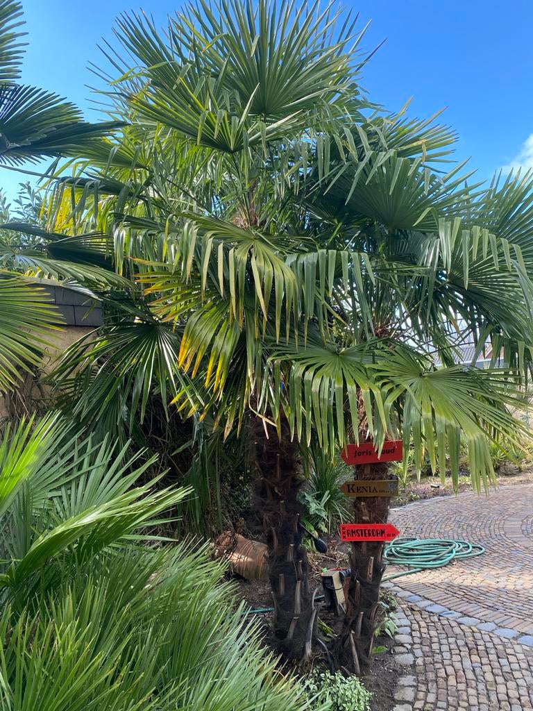 Palmbomen Trachycarpus Fortunei x  Trachycarpus Wagnerianus, Volle zon, Vaste plant, Bloeit niet, Ophalen